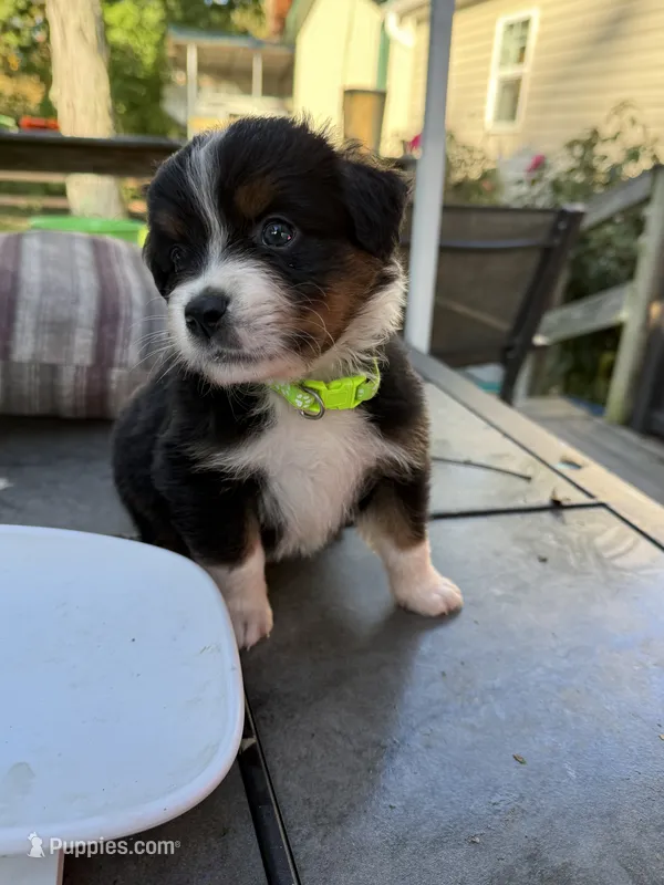 Thor – Australian Shepherd, Bernese Mountain Dog puppy for sale in Ostrander, OH