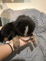 Hulk, a male Australian Shepherd and Bernese Mountain Dog for sale in Ostrander, OH – 4 of 5