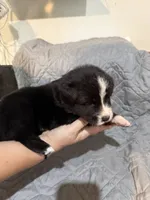 Scarlett, a female Australian Shepherd and Bernese Mountain Dog for sale in Ostrander, OH – 5 of 6