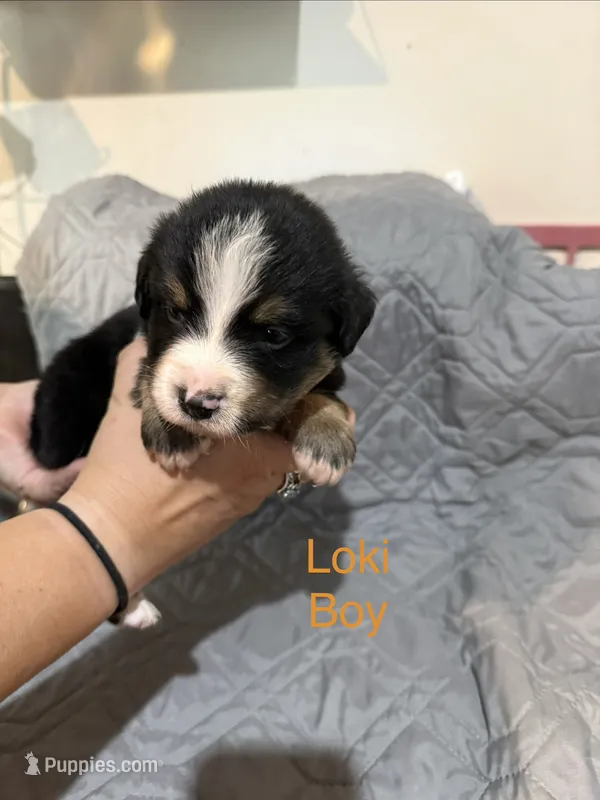 Loki – Australian Shepherd, Bernese Mountain Dog puppy for sale in Ostrander, OH