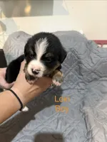 Loki, a male Australian Shepherd and Bernese Mountain Dog for sale in Ostrander, OH – 1 of 3