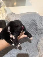 Scarlett, a female Australian Shepherd and Bernese Mountain Dog for sale in Ostrander, OH – 4 of 6