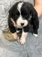 Rogue, a female Australian Shepherd and Bernese Mountain Dog for sale in Ostrander, OH – 2 of 5