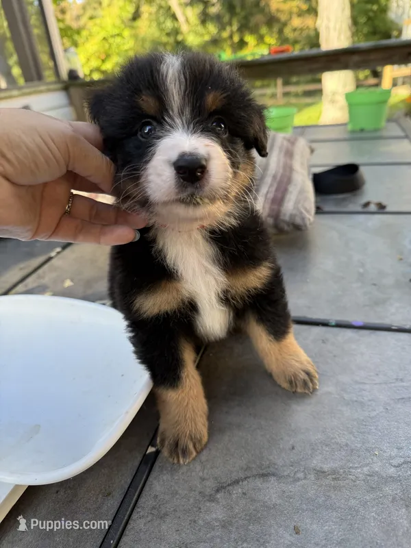 Hulk – Australian Shepherd, Bernese Mountain Dog puppy for sale in Ostrander, OH
