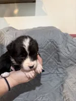 Rogue, a female Australian Shepherd and Bernese Mountain Dog for sale in Ostrander, OH – 5 of 5