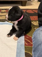 Scarlett, a female Australian Shepherd and Bernese Mountain Dog for sale in Ostrander, OH – 6 of 6