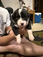 Rogue, a female Australian Shepherd and Bernese Mountain Dog for sale in Ostrander, OH – 4 of 5