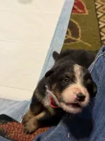 Hulk, a male Australian Shepherd and Bernese Mountain Dog for sale in Ostrander, OH – 5 of 5