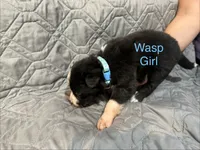 Wasp, a female Australian Shepherd and Bernese Mountain Dog for sale in Ostrander, OH – 2 of 7