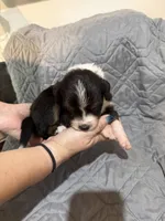 Thor, a male Australian Shepherd and Bernese Mountain Dog for sale in Ostrander, OH – 5 of 6