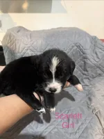Scarlett, a female Australian Shepherd and Bernese Mountain Dog for sale in Ostrander, OH – 3 of 6