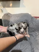 Iron man, a male Australian Shepherd and Bernese Mountain Dog for sale in Ostrander, OH – 3 of 5