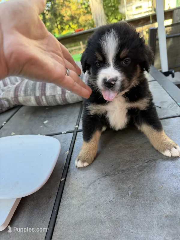 Loki – Australian Shepherd, Bernese Mountain Dog puppy for sale in Ostrander, OH