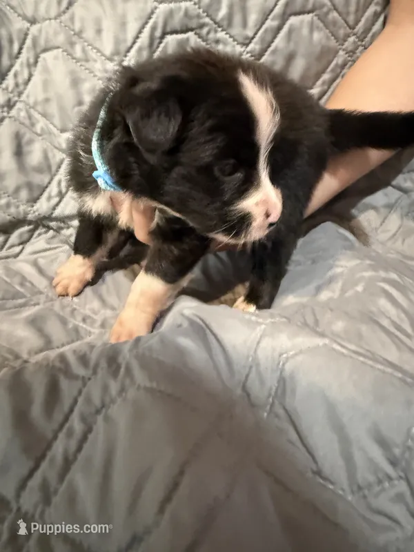 Wasp – Australian Shepherd, Bernese Mountain Dog puppy for sale in Ostrander, OH
