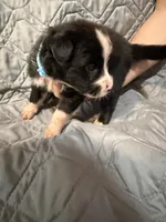 Wasp, a female Australian Shepherd and Bernese Mountain Dog for sale in Ostrander, OH – 1 of 7
