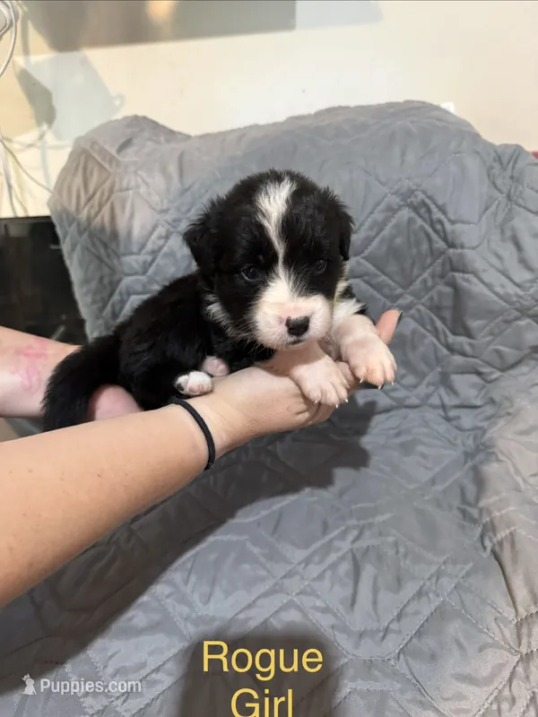 Rogue – Australian Shepherd, Bernese Mountain Dog puppy for sale in Ostrander, OH