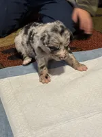 Iron man, a male Australian Shepherd and Bernese Mountain Dog for sale in Ostrander, OH – 5 of 5