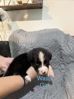 Wasp, a female Australian Shepherd and Bernese Mountain Dog for sale in Ostrander, OH – 4 of 7