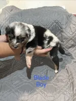 Blade, a male Australian Shepherd and Bernese Mountain Dog for sale in Ostrander, OH – 2 of 2