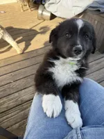 Buddy, a male Australian Shepherd and Bernese Mountain Dog for sale in Columbus, OH – Photo 4 of 4