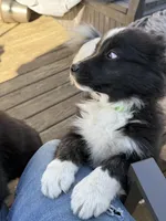 Buddy, a male Australian Shepherd and Bernese Mountain Dog for sale in Columbus, OH – Photo 3 of 4
