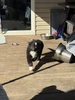 Buddy, a male Australian Shepherd and Bernese Mountain Dog for sale in Columbus, OH – Photo 2 of 4