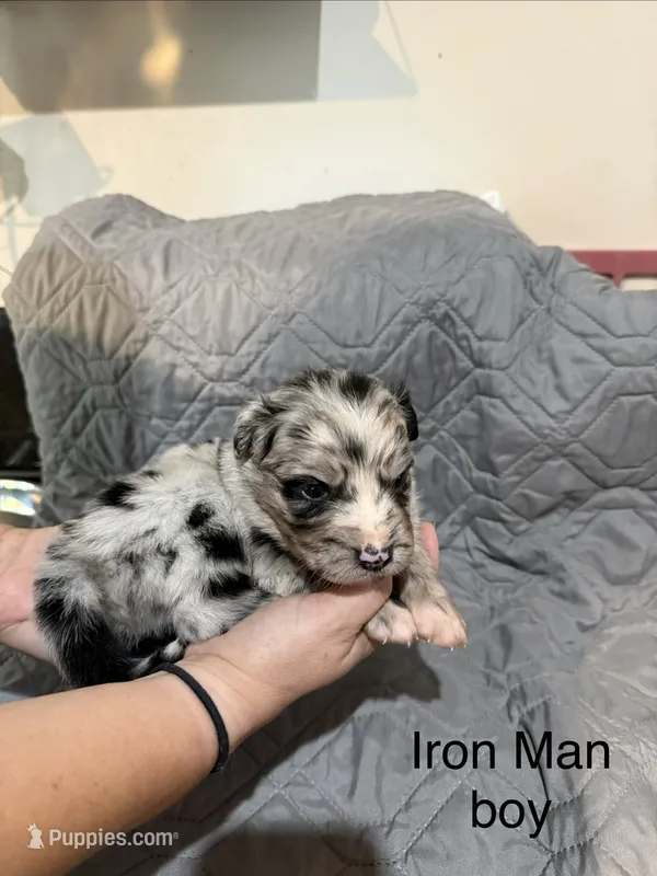 Iron man – Australian Shepherd, Bernese Mountain Dog puppy for sale in Ostrander, OH