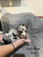 Iron man, a male Australian Shepherd and Bernese Mountain Dog for sale in Ostrander, OH – 1 of 5