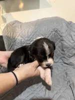 Thor, a male Australian Shepherd and Bernese Mountain Dog for sale in Ostrander, OH – 4 of 6