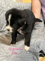Scarlett, a female Australian Shepherd and Bernese Mountain Dog for sale in Ostrander, OH – 1 of 6