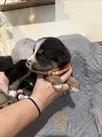 Loki, a male Australian Shepherd and Bernese Mountain Dog for sale in Ostrander, OH – 2 of 3
