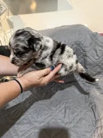 Iron man, a male Australian Shepherd and Bernese Mountain Dog for sale in Ostrander, OH – 4 of 5