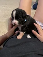 Wasp, a female Australian Shepherd and Bernese Mountain Dog for sale in Ostrander, OH – 5 of 7