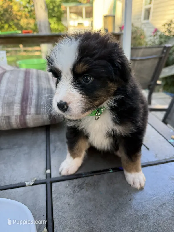 Beast – Australian Shepherd, Bernese Mountain Dog puppy for sale in Ostrander, OH