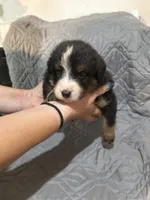 Hulk, a male Australian Shepherd and Bernese Mountain Dog for sale in Ostrander, OH – 3 of 5