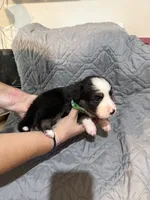 Beast, a male Australian Shepherd and Bernese Mountain Dog for sale in Ostrander, OH – 5 of 6