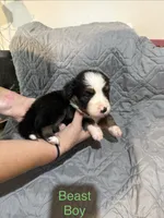 Beast, a male Australian Shepherd and Bernese Mountain Dog for sale in Ostrander, OH – 3 of 6
