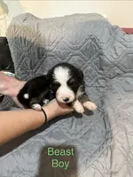Beast, a male Australian Shepherd and Bernese Mountain Dog for sale in Ostrander, OH – 1 of 6