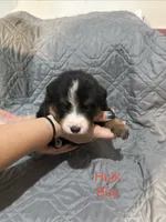 Hulk, a male Australian Shepherd and Bernese Mountain Dog for sale in Ostrander, OH – 2 of 5