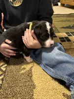 Rogue, a female Australian Shepherd and Bernese Mountain Dog for sale in Ostrander, OH – 3 of 5