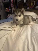 Teddy, a male Siberian Husky for sale in Anderson, IN – Photo 3 of 4