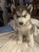 Teddy, a male Siberian Husky for sale in Anderson, IN – Photo 4 of 4