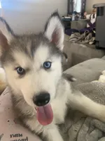 Teddy, a male Siberian Husky for sale in Anderson, IN – Photo 2 of 4