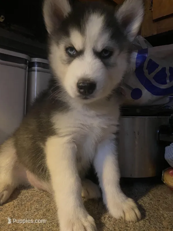 Demon – Siberian Husky puppy for sale in Anderson, IN