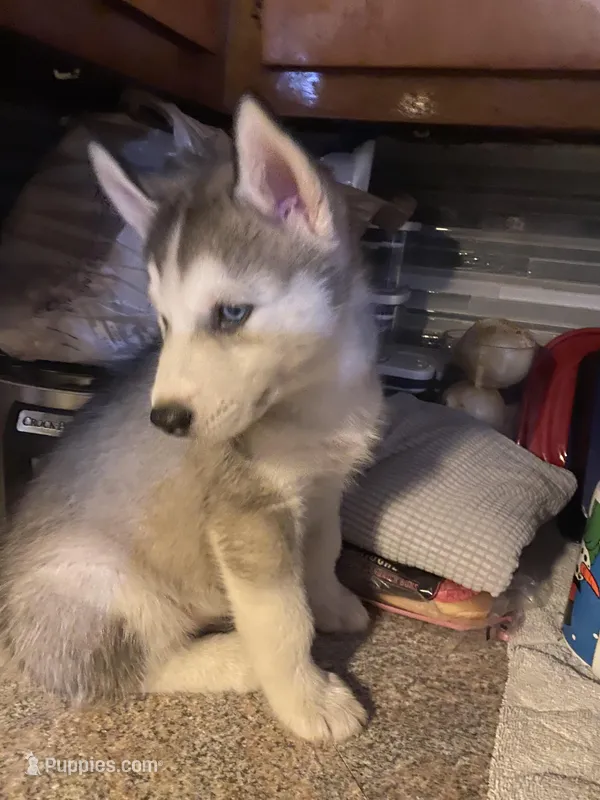 Bandit  – Siberian Husky puppy for sale in Anderson, IN