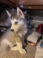 Bandit , a male Siberian Husky for sale in Anderson, IN – Photo 1 of 2