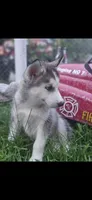 Titan, a male Siberian Husky for sale in Hobart, IN – Photo 4 of 4