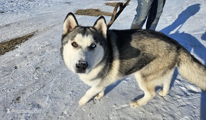 Titan, a male Siberian Husky for sale in Hobart, IN – Photo 1 of 4