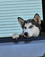 Titan, a male Siberian Husky for sale in Hobart, IN – Photo 2 of 4