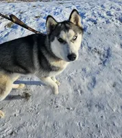 Titan, a male Siberian Husky for sale in Hobart, IN – Photo 3 of 4